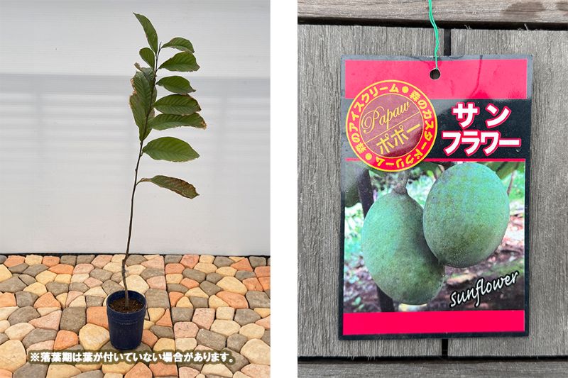 ポポー「サンフラワー」 5号プラスチック鉢 果樹 通販 greenery