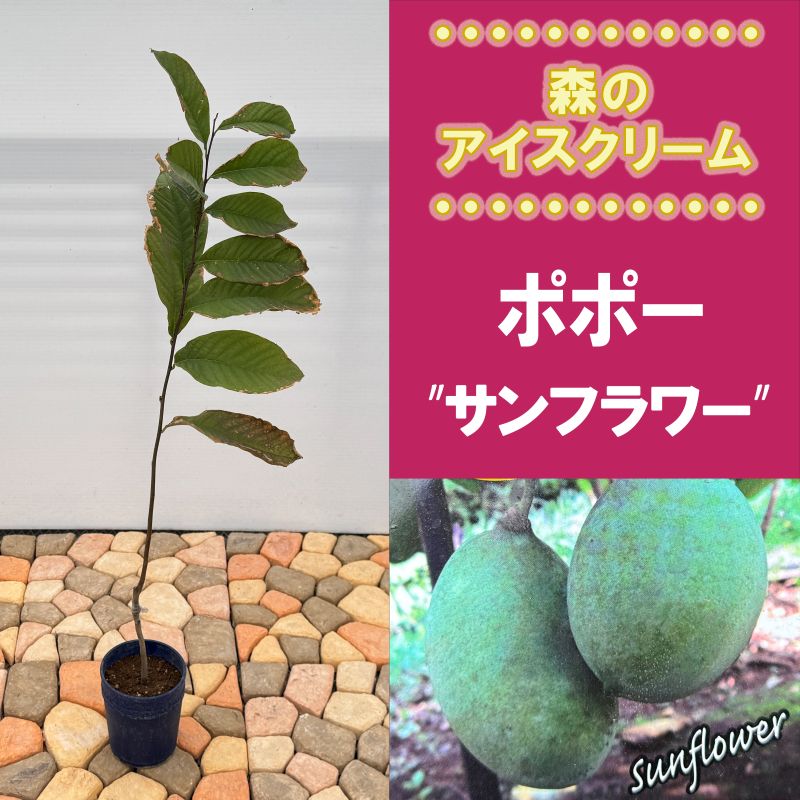 希少 旅人の木 タビビトノキ タネ 種 Lサイズ 苗 園芸 花 通販 greenery