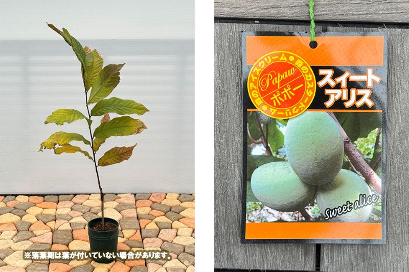 ポポー「スイートアリス」 5号プラスチック鉢 果樹 通販 greenery