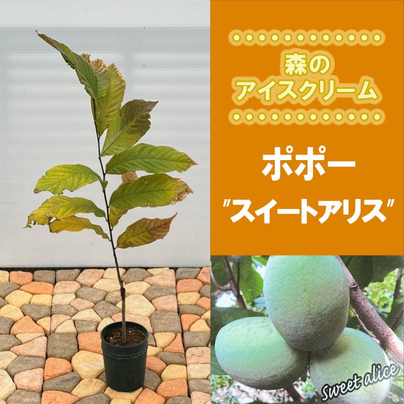 アボカド「メキシコーラ」 5号ポット苗 果樹 通販 greenery