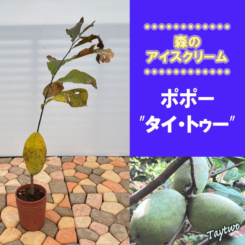 希少 旅人の木 タビビトノキ タネ 種 Lサイズ 苗 園芸 花 通販 greenery