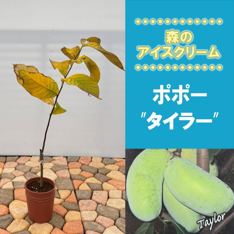 ポポー「タイラー」<br>5号プラスチック鉢