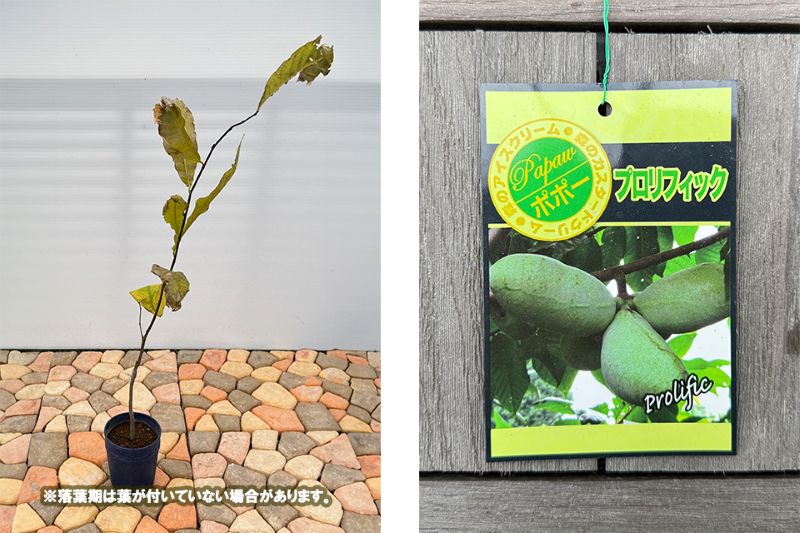 ポポー「プロリフィック」 5号プラスチック鉢 果樹 通販 greenery