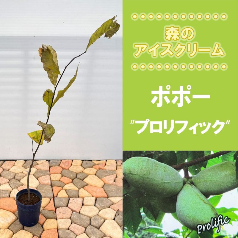 ぽぽー苗木現品実が付き6号鉢高約80cm5/13 【公式通販】