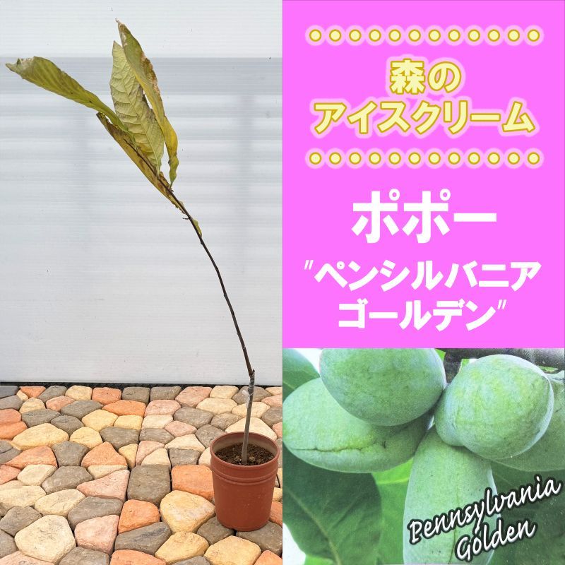 ポポー「ペンシルバニアゴールデン」<br>5号プラスチック鉢