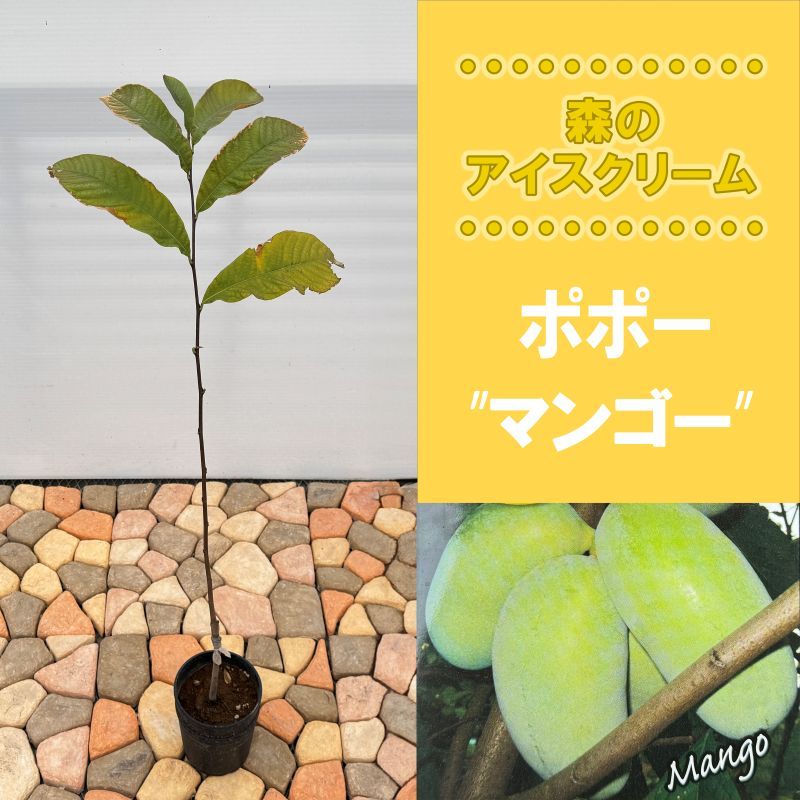 ポポー「マンゴー」<br>5号プラスチック鉢