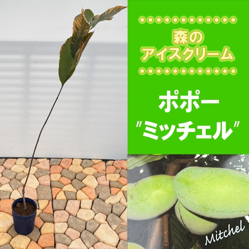 ポポー「ミッチェル」<br>5号プラスチック鉢