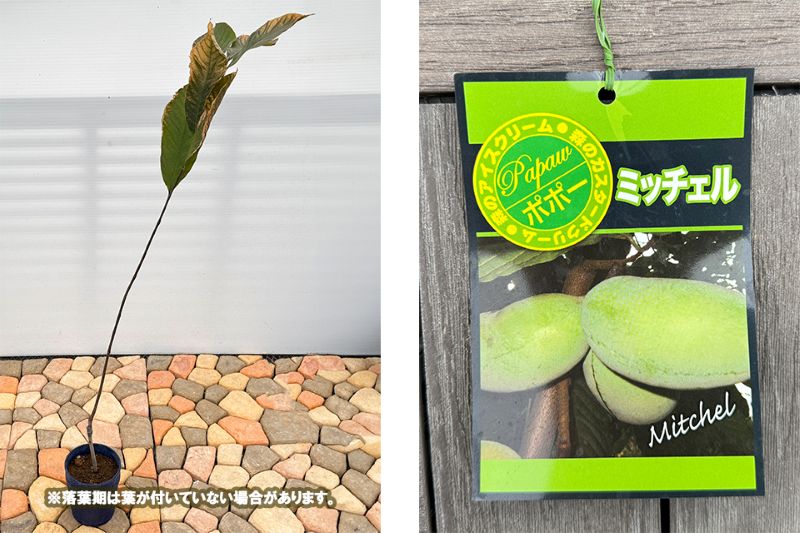 ポポー「ミッチェル」 5号プラスチック鉢 果樹 通販 greenery