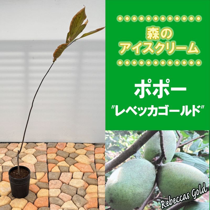 ポポー「レベッカゴールド」<br>5号プラスチック鉢