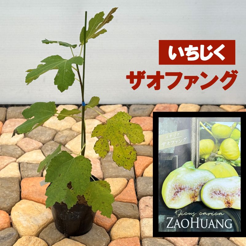 イチジク 「プレコス」 4号ポット 通販 greenery