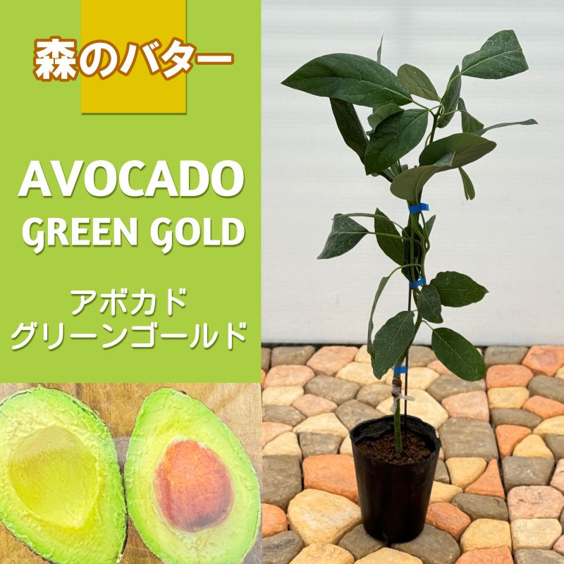 フェイジョア「クーリッジ」 4.5号ポット 接木苗 果樹 苗 園芸 花 通販