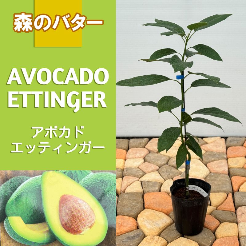 希少 旅人の木 タビビトノキ タネ 種 Lサイズ 苗 園芸 花 通販 greenery