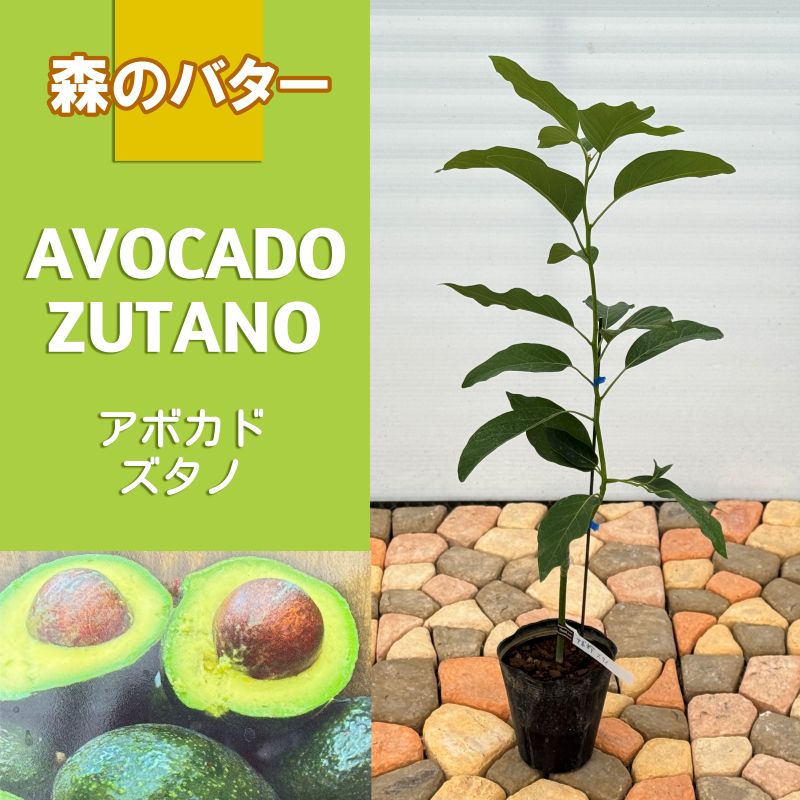 アボカド<br>「ズタノ」<br>5号ポット<br>【開花タイプ：B】