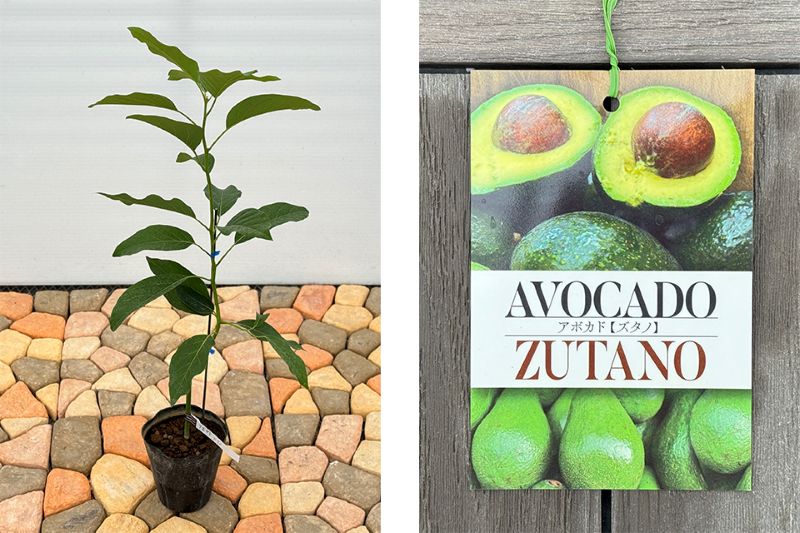 アボカド　ズタノ　花芽付き アボカド「ズタノ」 5号ポット苗 果樹 通販 greenery