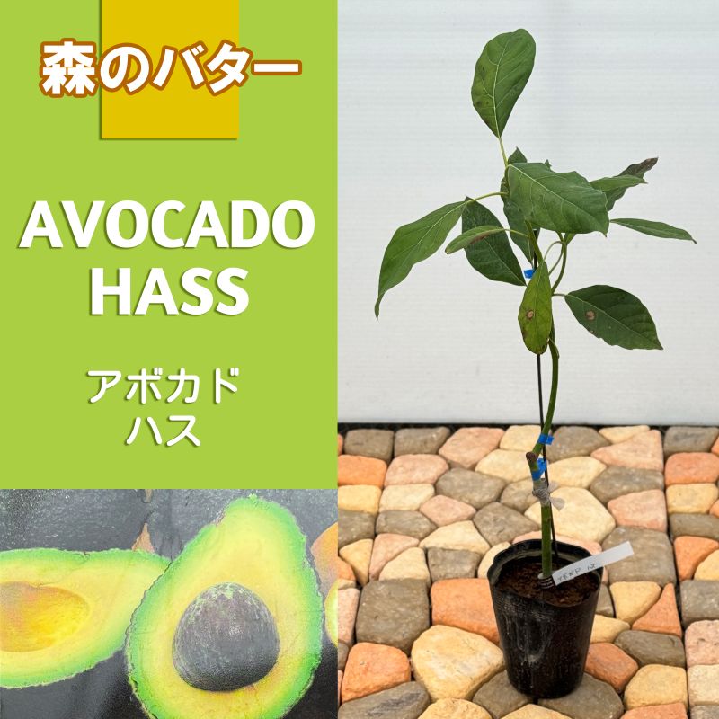 アボカド<br>「ハス」<br>5号ポット<br>【開花タイプ：A】