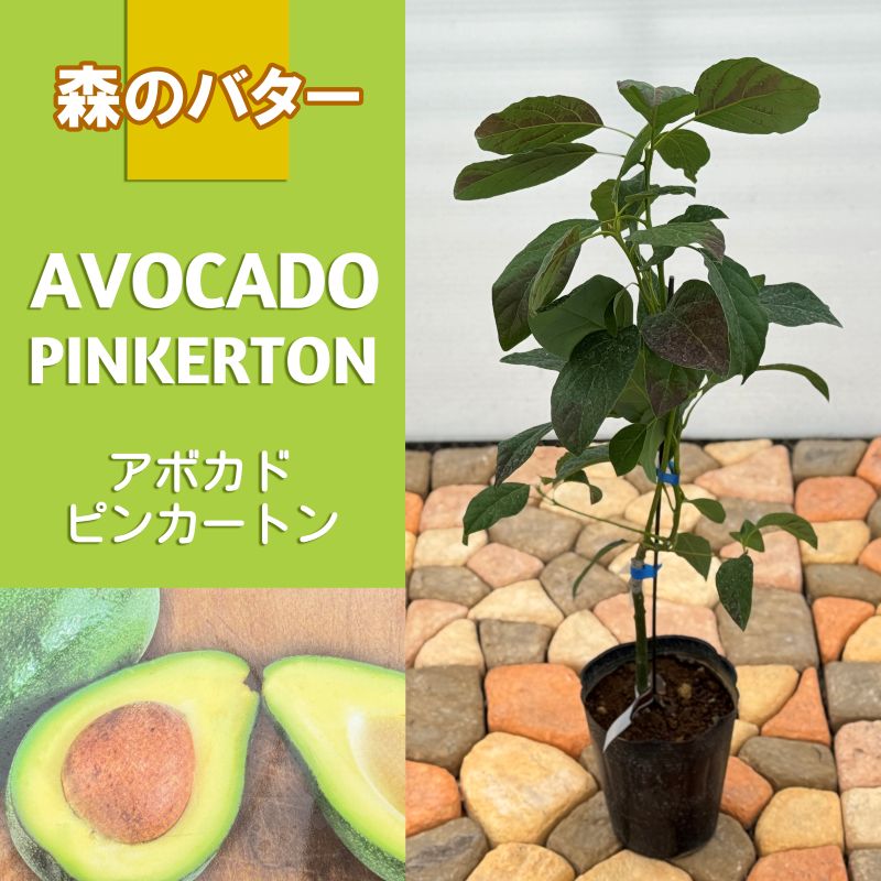 アボカド<br>「ピンカートン」<br>5号ポット<br>【開花タイプ：A】