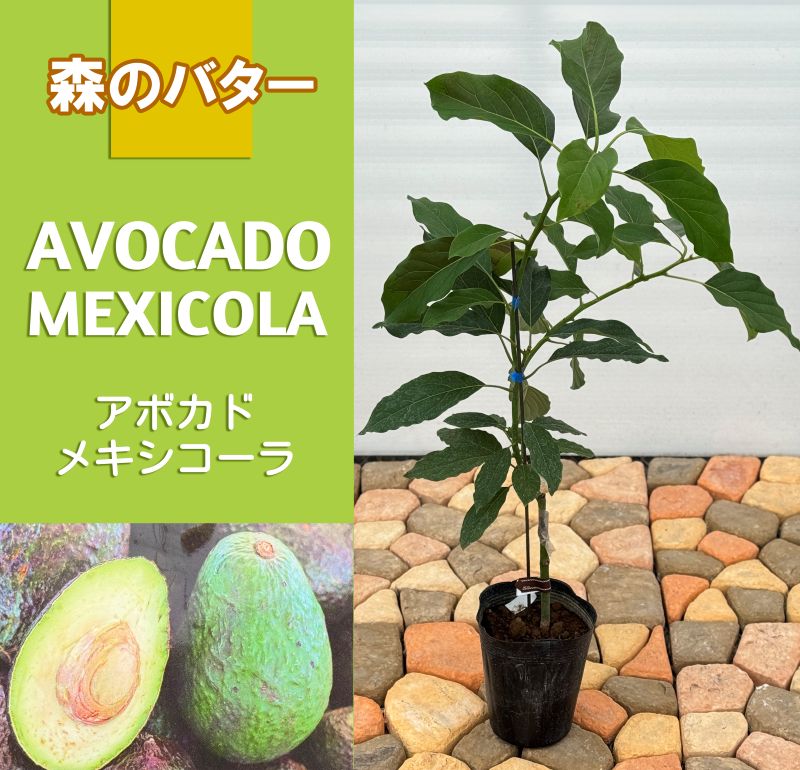 アボカド<br>「メキシコーラ」<br>5号ポット<br>【開花タイプ：A】