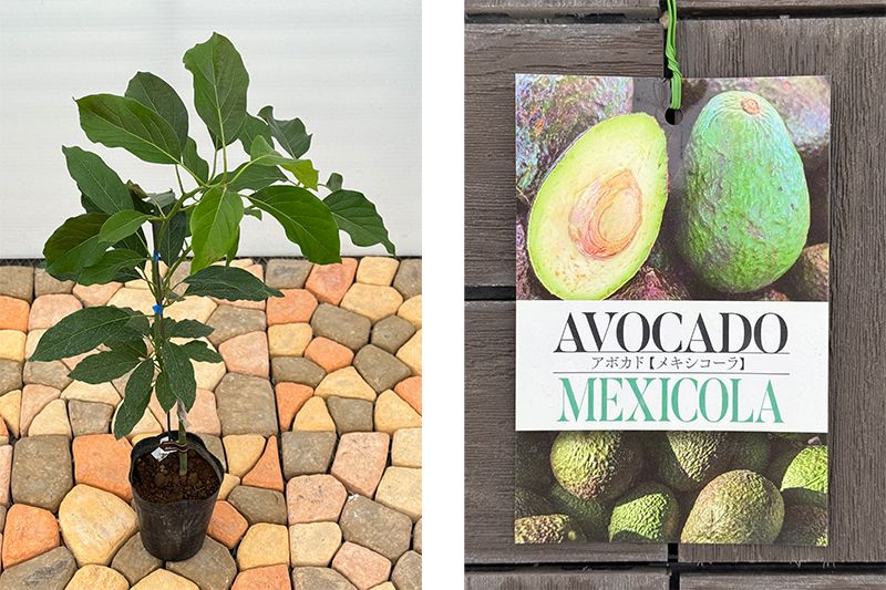 アボカド「メキシコーラ」 5号ポット苗 果樹 通販 greenery