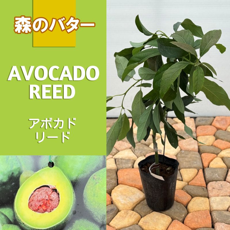 アボカド<br>「リード」<br>5号ポット<br>【開花タイプ：A】