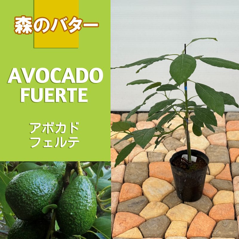 フェイジョア「アポロ」 4.5号ポット 接木苗 果樹 苗 園芸 花 通販