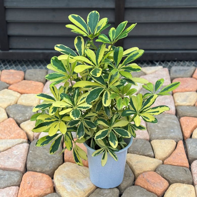 シェフレラ<br>「ハッピーイエロー」<br>4号プラスチック鉢