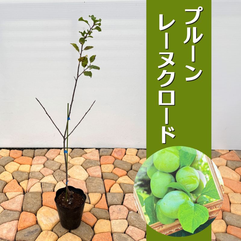 プルーン<br>「レーヌクロード」<br>5号ポット<br>