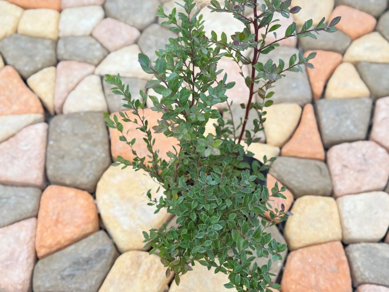 オーナメンタルベリー 「インディゴブルー」鑑賞用ブルーベリー 4.5号