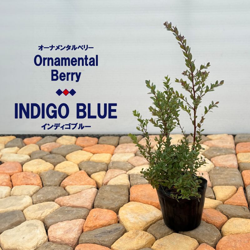オーナメンタルベリー 「インディゴブルー」鑑賞用ブルーベリー 4.5号