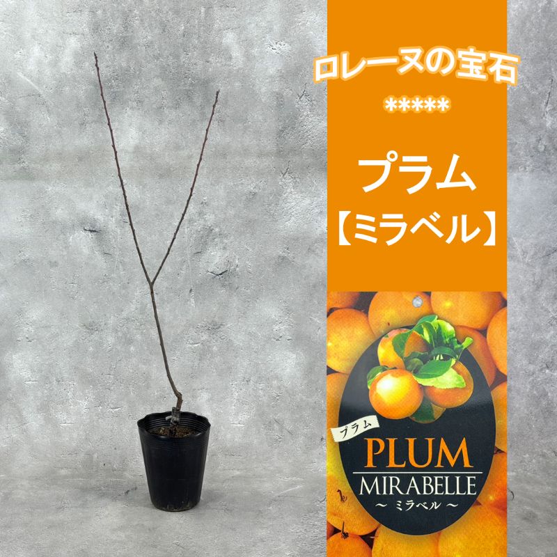 プラム<br>「ミラベル」<br>5号ポット<br>