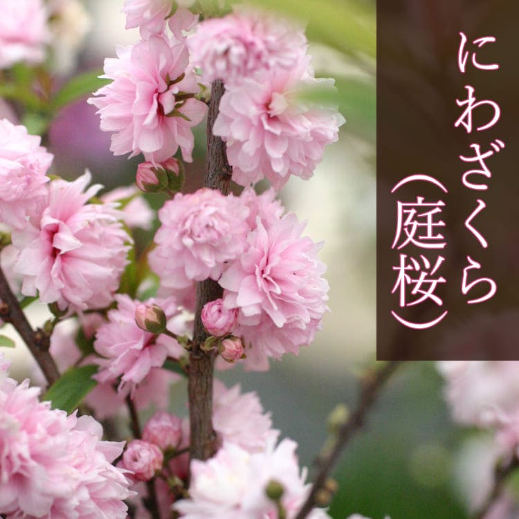 庭桜（にわざくら）<br>9cmポット苗<br>2個セット