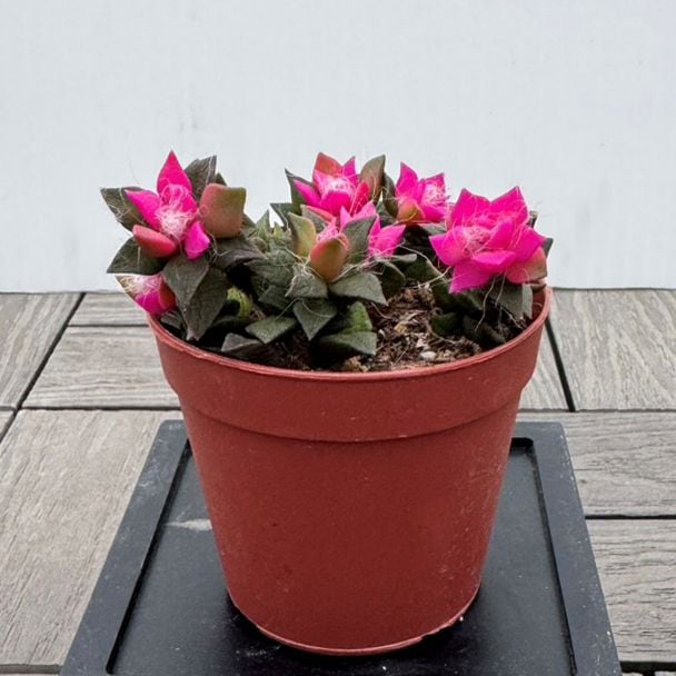 多肉植物<br>「吹雪の松」<br>2.5号ポット