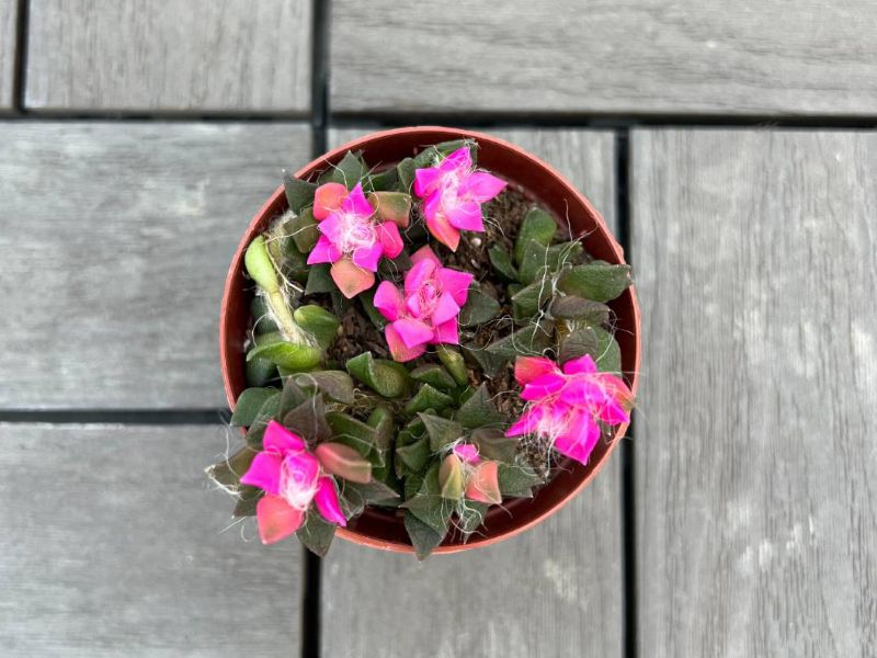 多肉植物 「吹雪の松」 3.5号ポット 園芸 通販 greenery