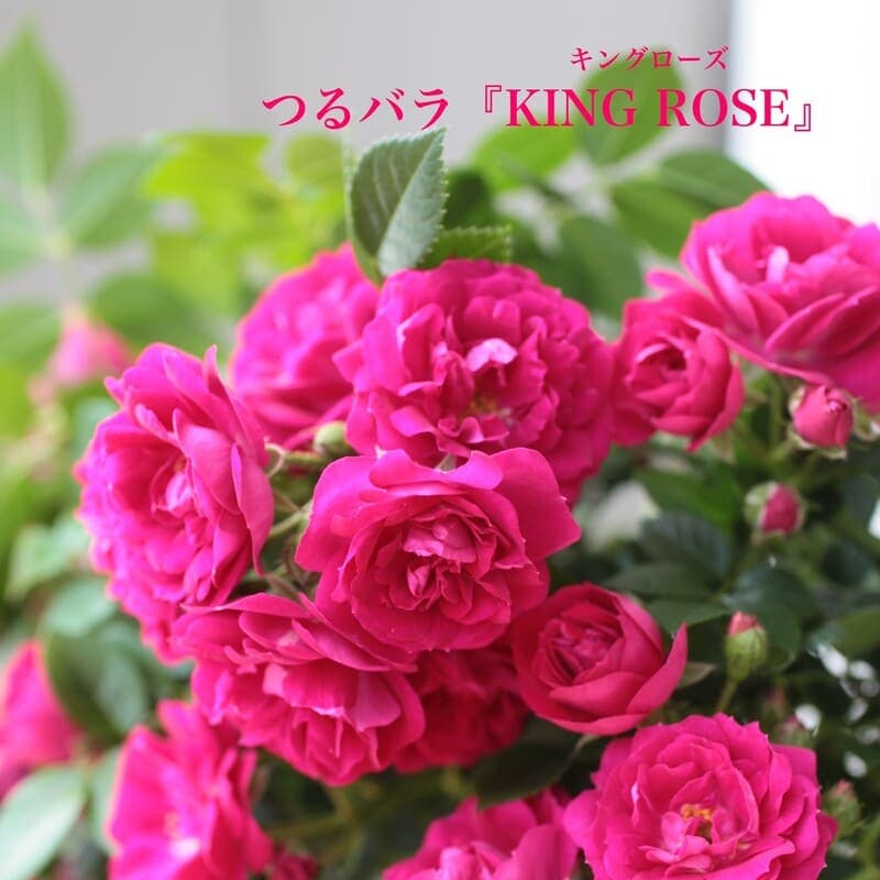 つるバラ<br>キングローズ<br>12cmポット苗