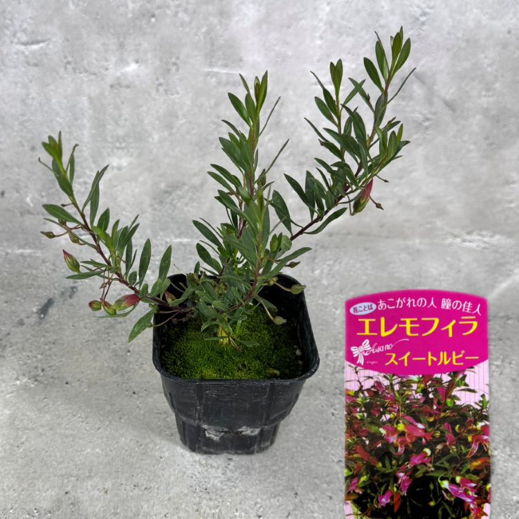 エレモフィラ<br>「スイートルビー」<br>9cmポット苗