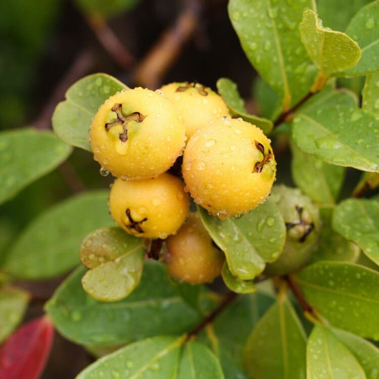 グアバ<br>「イエローストロベリーグアバ」<br>9cmロングポット苗