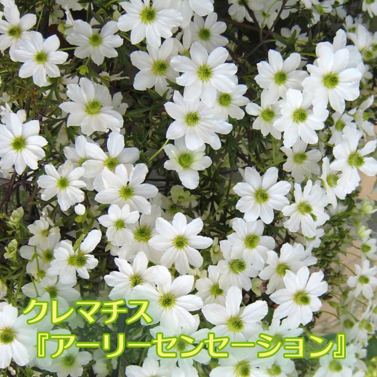 ジャスミン（八重咲） ジェイド 10.5cm深ポット 2個セット