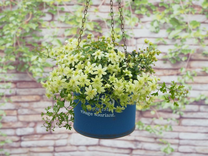 クレマチス 「ピクシー」 3号ポット 苗 花 植物 通販 greenery