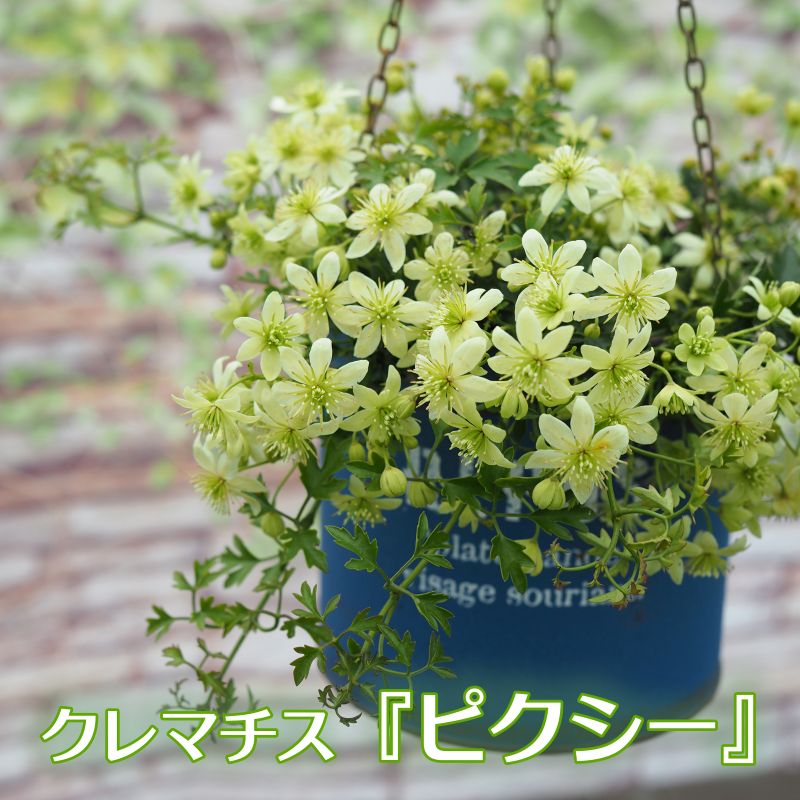 クレマチス 「ピクシー」 3号ポット 苗 花 植物 通販 greenery