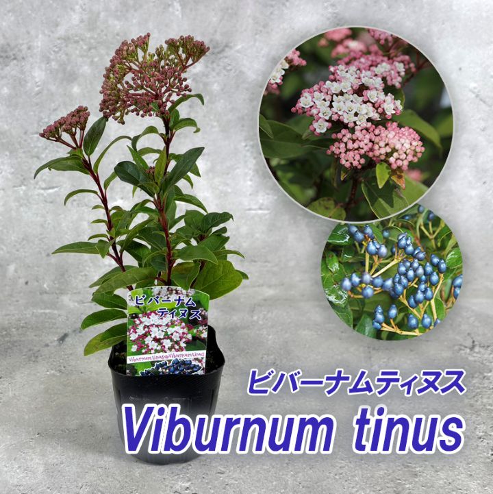 ビバーナム ティヌス<br>9cmポット苗