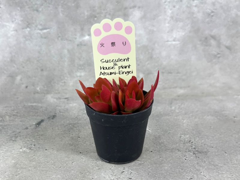 火祭り クラッスラ 多肉植物 キャンプファイヤー 苗 花 植物 通販 greenery