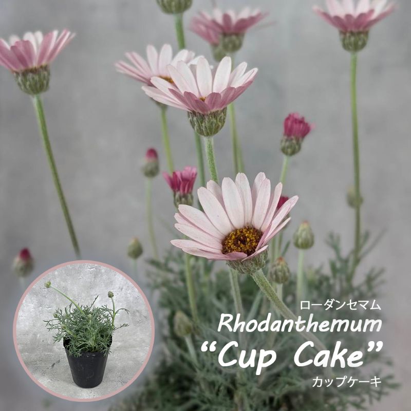 ローダンセマム<br>「カップケーキ」<br>12cmロングポット苗<br>【登録品種】<br>【品種登録番号：27363】