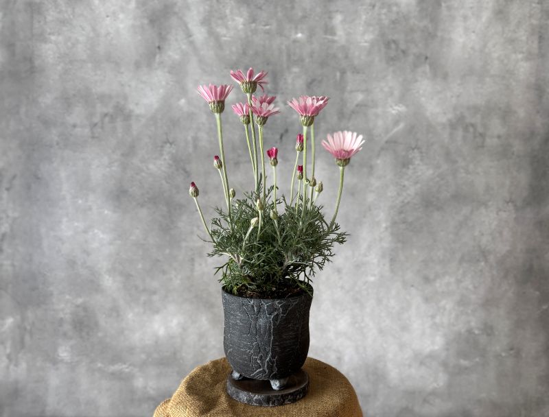 ローダンセマム カップケーキ 12cmポット 苗 花 植物 通販 greenery