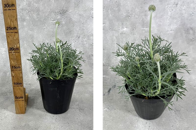 ローダンセマム カップケーキ 12cmポット 苗 花 植物 通販 greenery