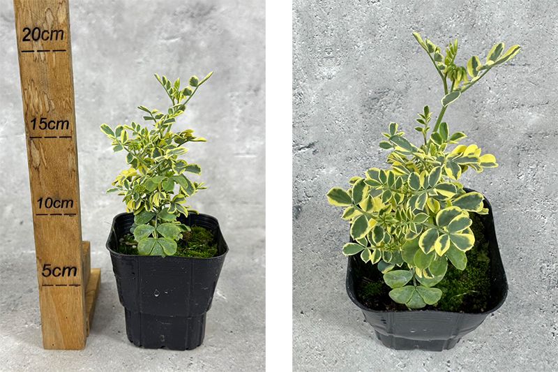 コロニラ バレンティナ バリエガータ 斑入り 9cmポット 苗 花 植物