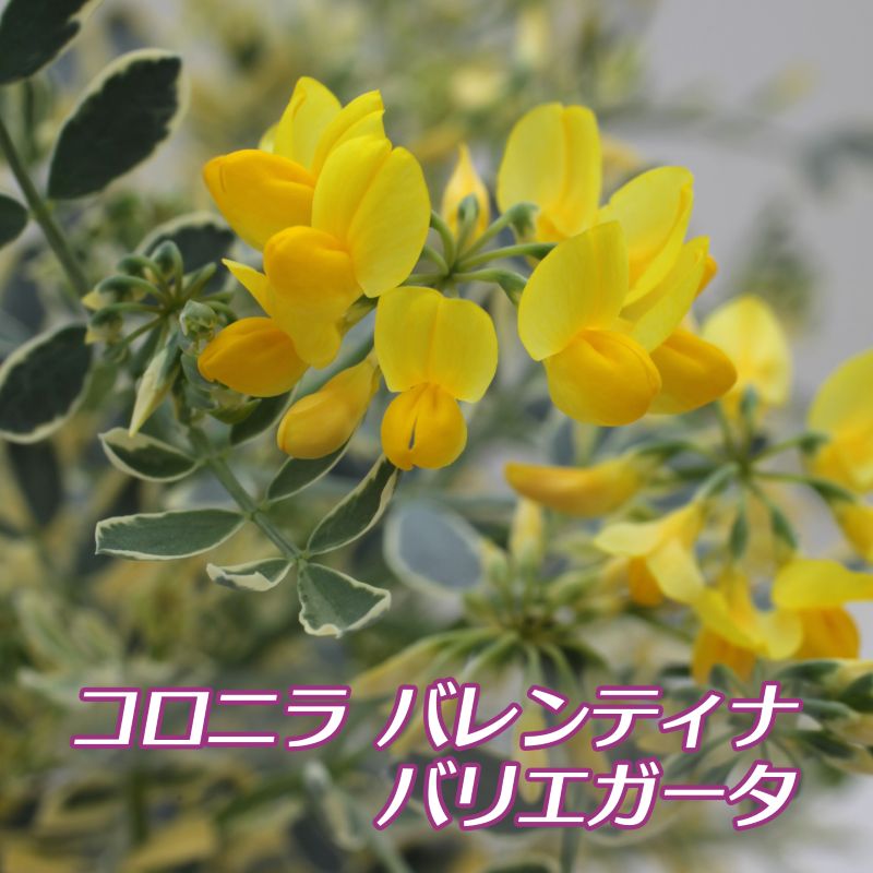 ジャスミン（八重咲） ジェイド 10.5cm深ポット 2個セット