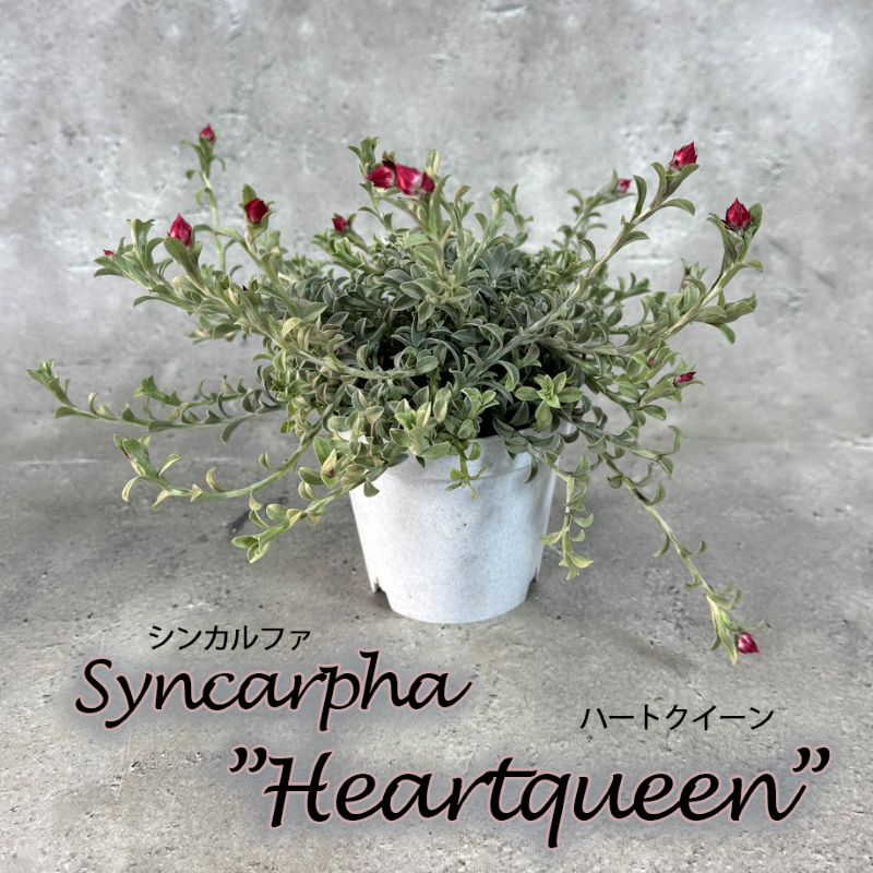 シンカルファ<br>「ハートクイーン」<br>10.5cm硬質鉢<br>