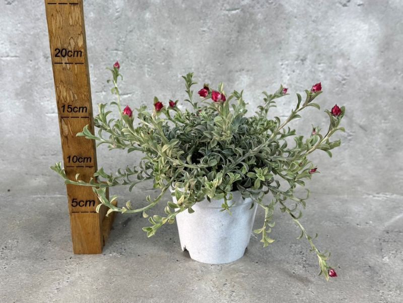 シンカルファ ハートクイーン 10.5cm硬質ポット ヘリクリサム 苗 花