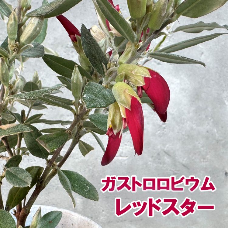 ガストロロビウム<br>「レッドスター」<br>10.5cm硬質鉢<br>