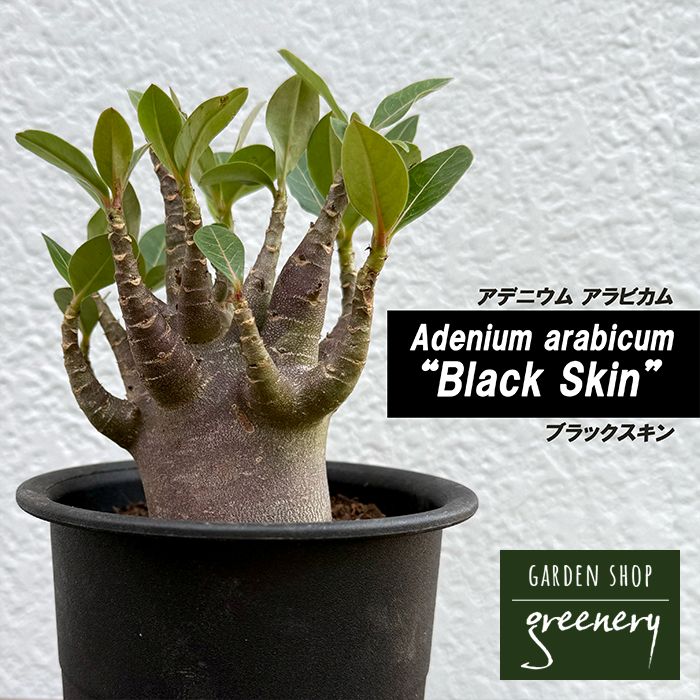 アデニウム アラビカム<br>ブラックスキン<br>４号鉢