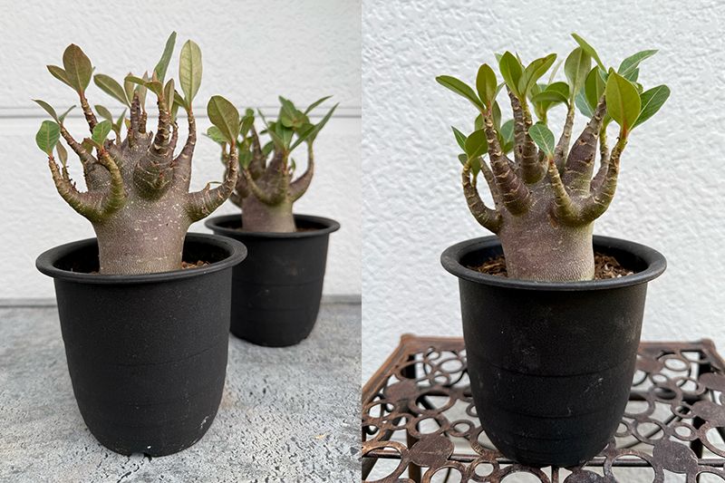 アデニウム アラビカム ブラックスキン 塊根 黒肌 レア 希少 観葉植物